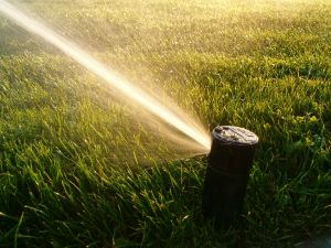 Perth_water_crisis_artificial_grass_Perth.jpg